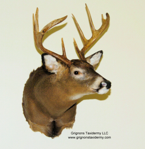 grignons taxidermy studio